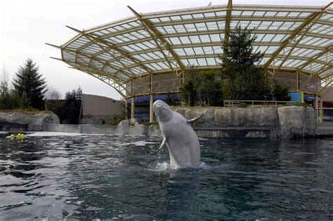 Mystic aquarium mystic ct - About. Mystic Aquarium, a nonprofit 501 (c) (3) organization, is counted among the nation’s leading aquariums, offering exemplary care to a variety of species while …